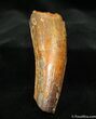 MASSIVE Partial Spinosaurus Tooth - Inches #1304-1